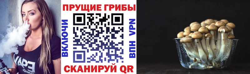 Купить где  Сокол  Псилоцибиновые грибы Magic Shrooms 